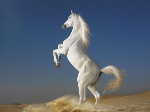 1080753__arabian-horses-stallions_p