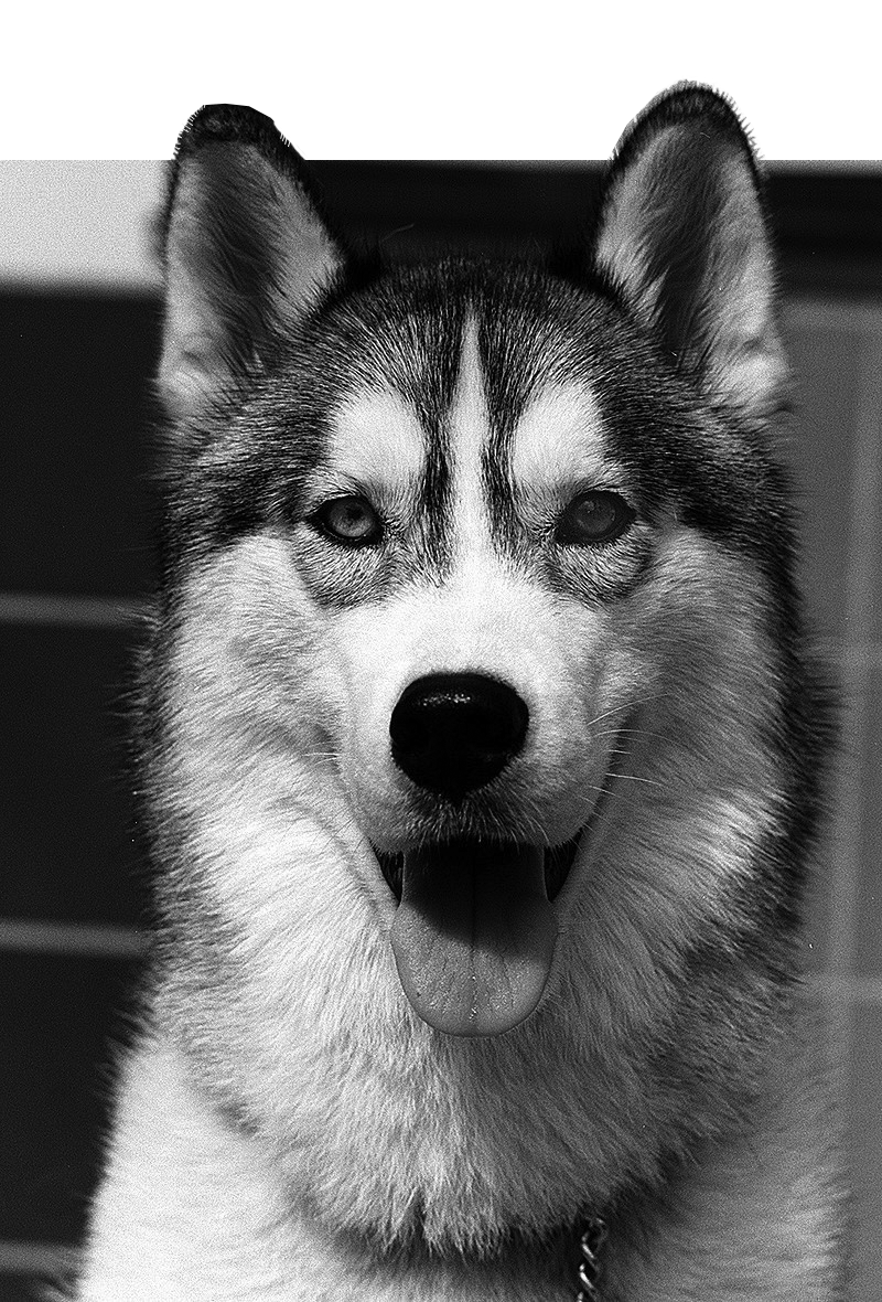 Nitro